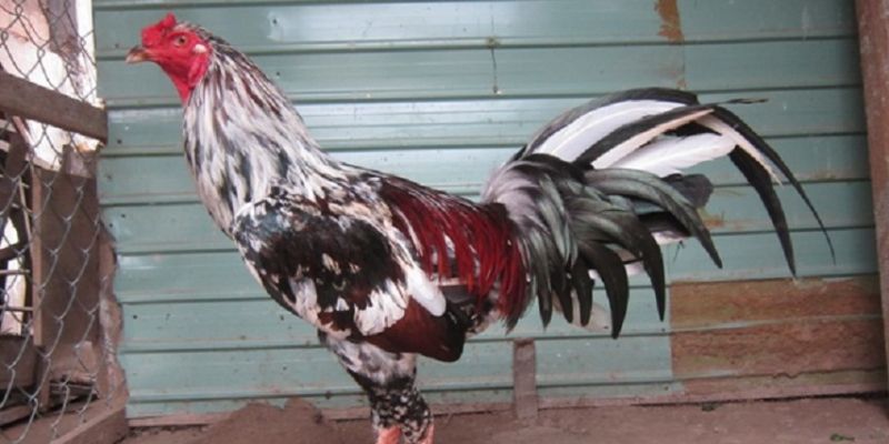 Cách chăm sóc toàn diện giúp gà chọi ngũ sắc luôn khỏe mạnh